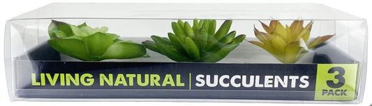 Komodo Succulent Plant Habitat Ornaments image 0