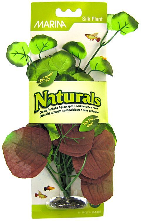 Marina Silk Pennywort Aquarium Plant - Red & Green image 0