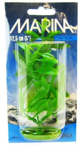 Marina Hygrophila Plant image 0