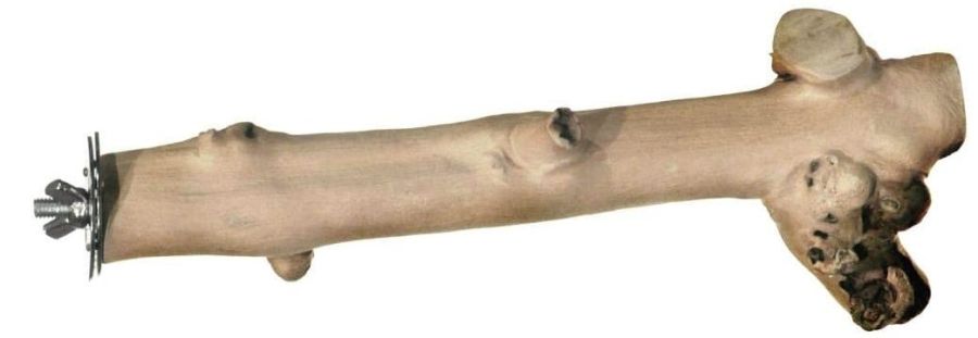 Prevue Pet Naturals Coffee Wood Straight Branch Perch image 0