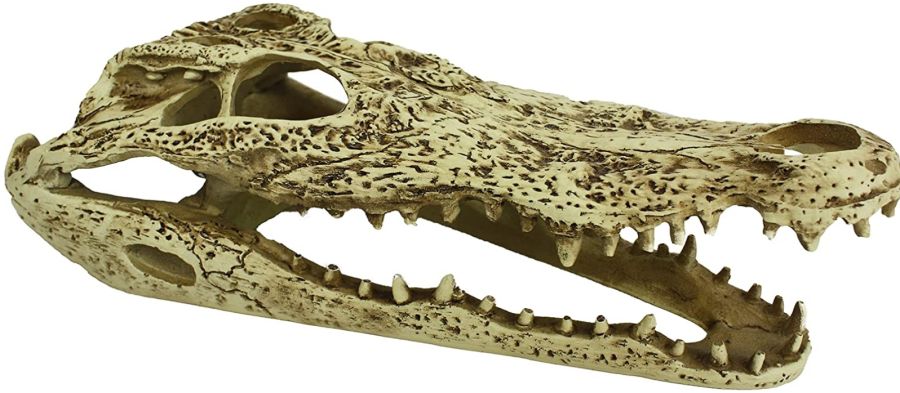 Komodo Alligator Skull Terrarium Decoration image 0