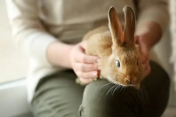 RABBIT CARE