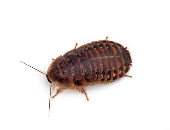 Roaches