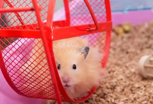 SYRIAN AND DWARF HAMSTERS