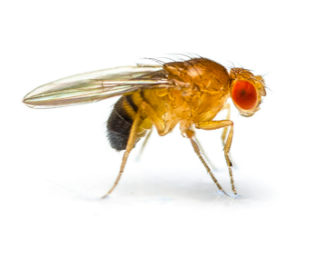 Culture of Flightless Fruit Flies image 0