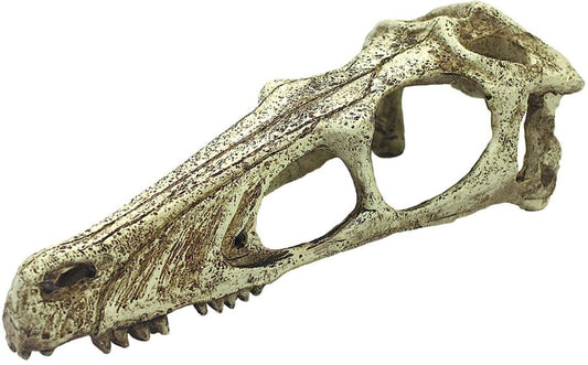 Komodo Raptor Skull Terrarium Decoration image 0