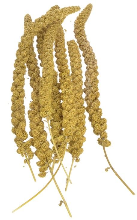 Sunseed Golden Millet Spray Natural Bird Treat image 0