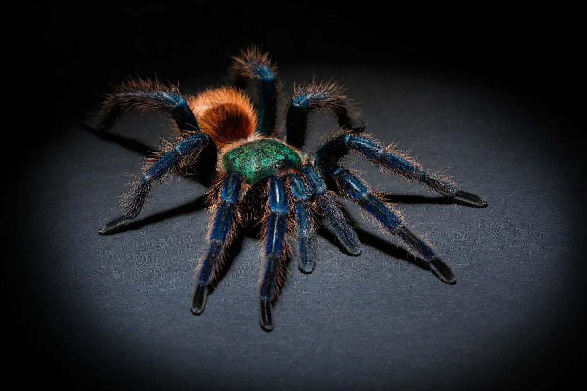 CRITTER CARE