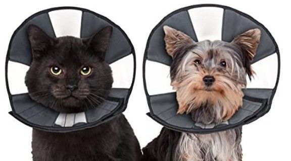 ZenPet Zen Cone Soft Recovery Collar image 0