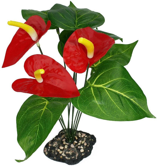 Komodo Anthurium Bush Plant with Gravel Base image 0