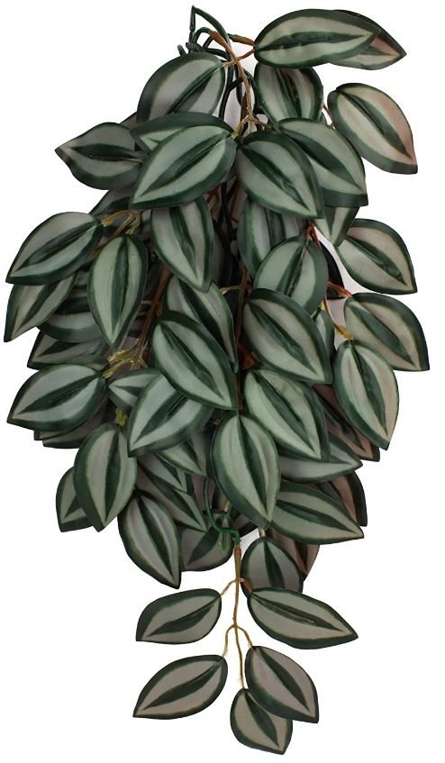 Komodo Zebrina Hanging Vine Terrarium Plant image 0