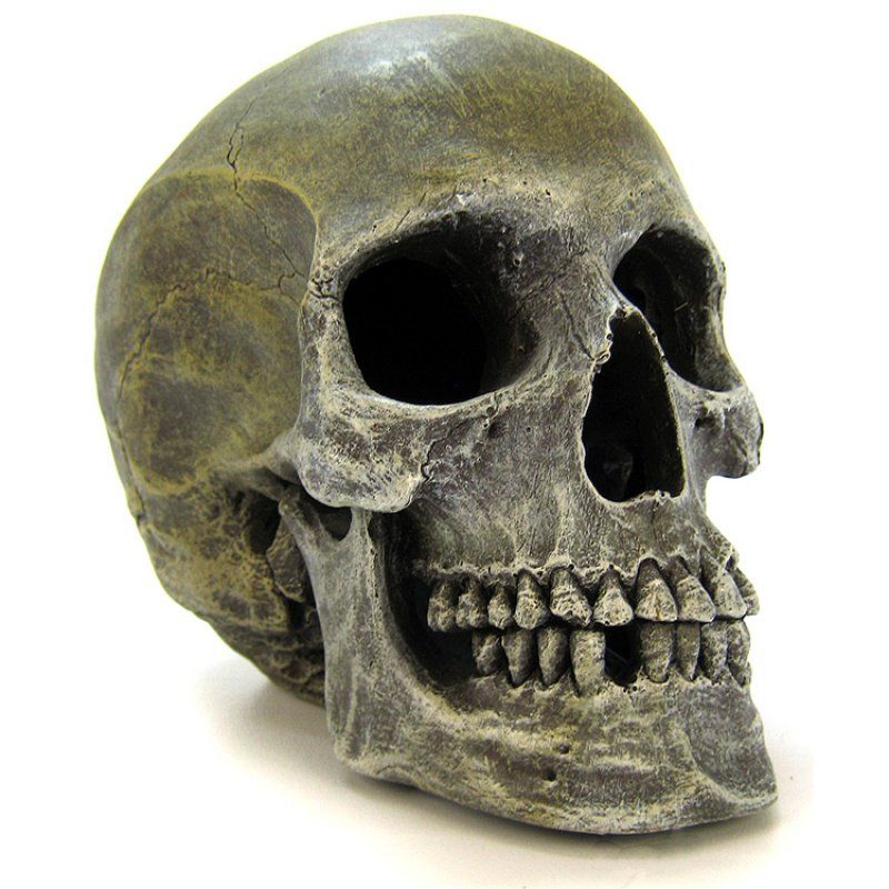 Blue Ribbon Human Skull Ornament image 0