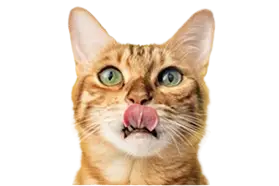 CATS