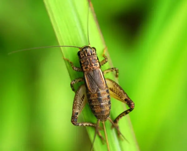 Bulk Crickets