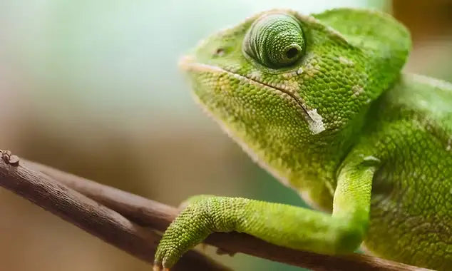 CHAMELEON CARE