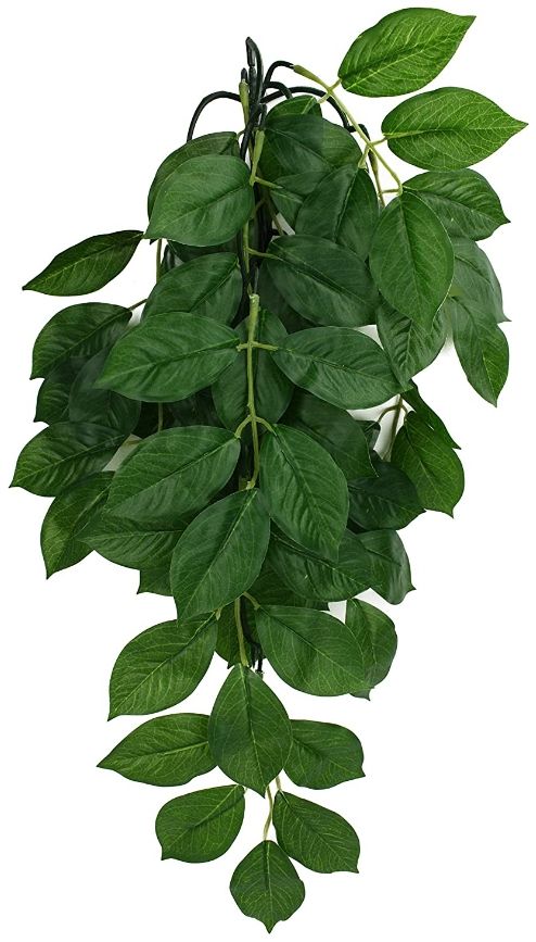 Komodo Grean Leaf Hanging Vine Terrarium Plant image 0