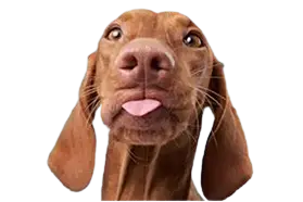DOGS