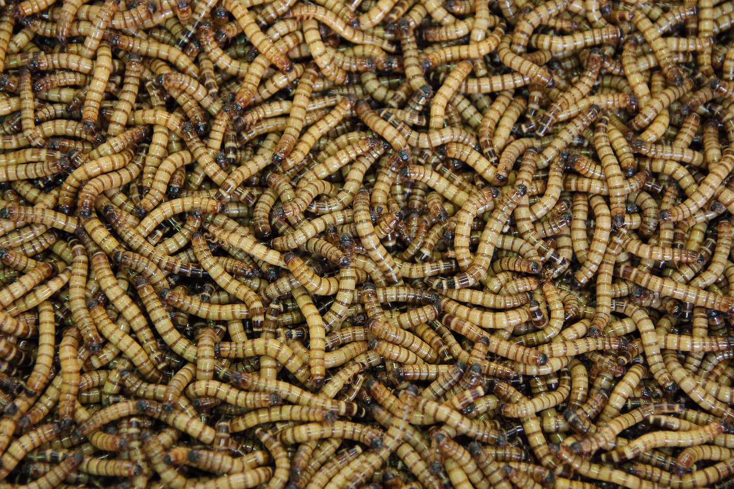 35 Giant Mealworms image 0
