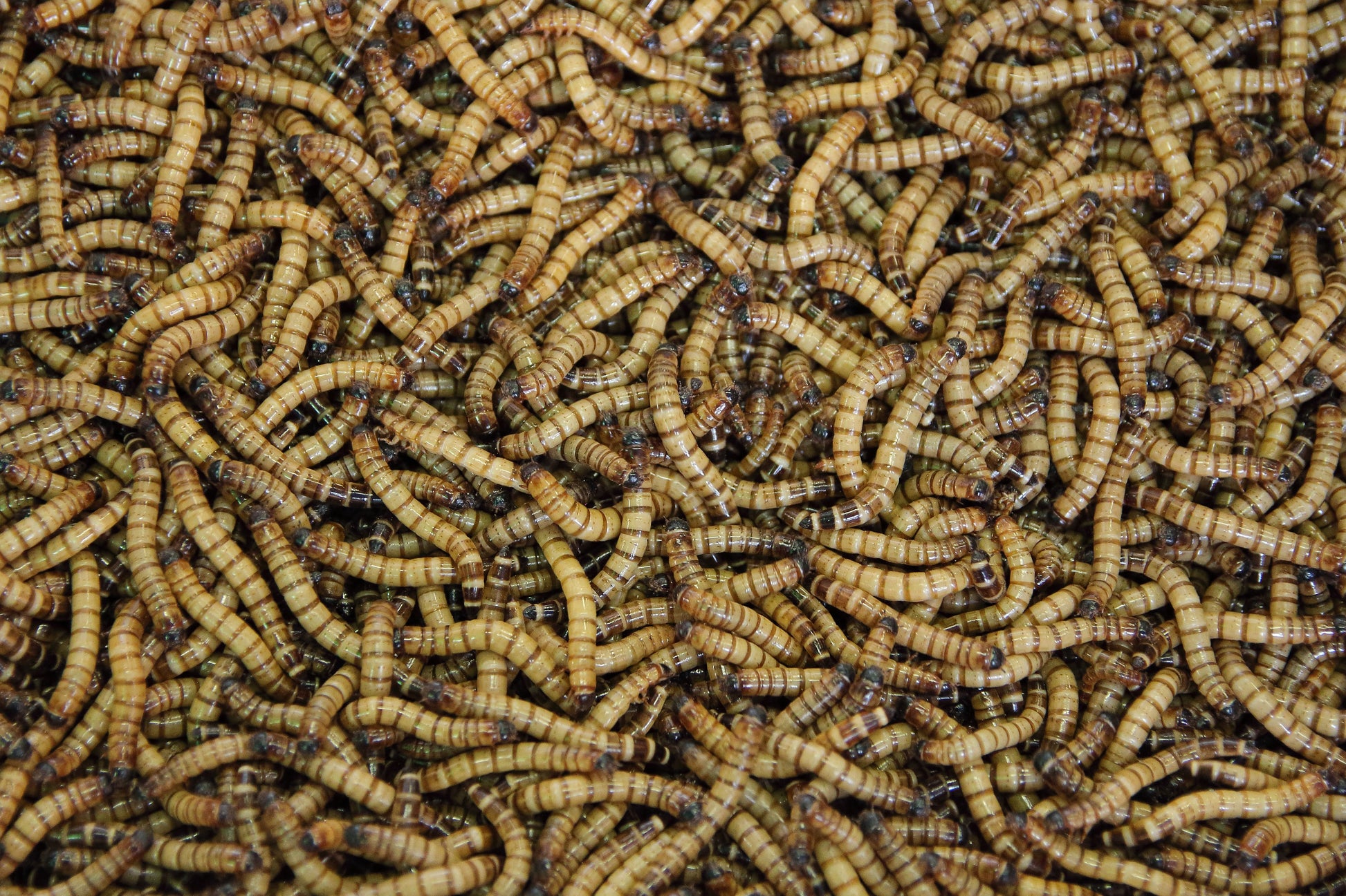 35 Giant Mealworms image 0