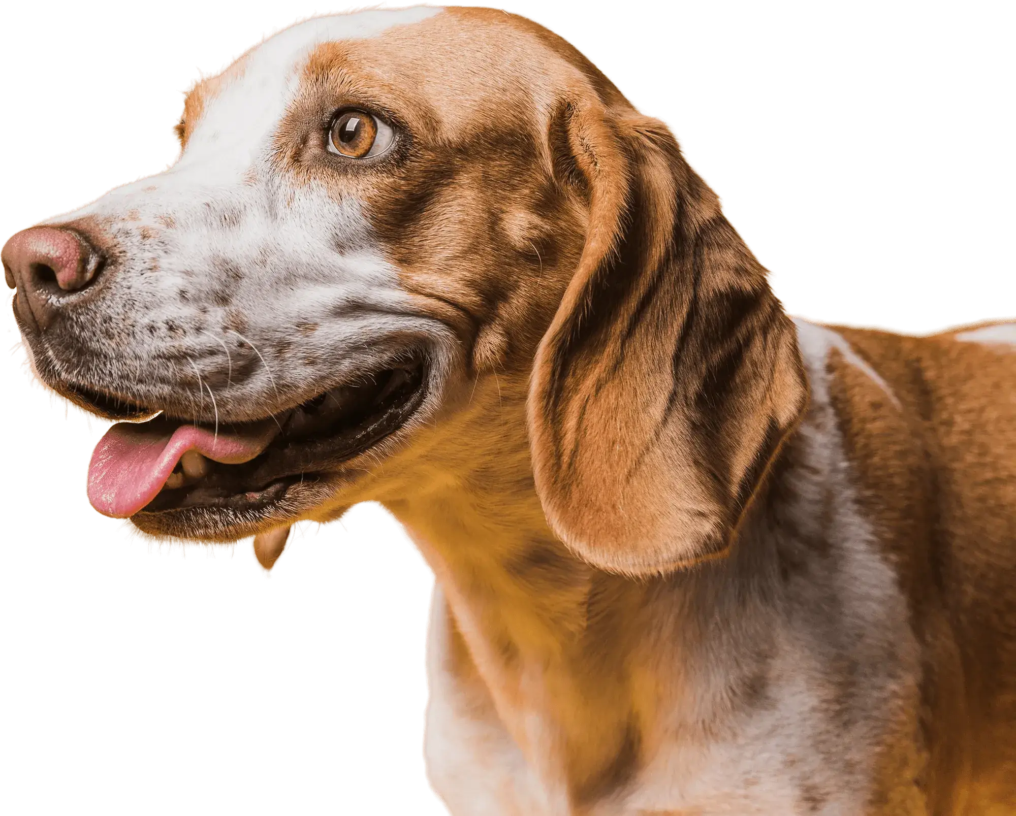 Happy dog