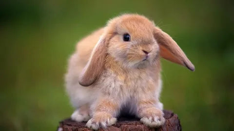SMALL ANIMAL CARE
