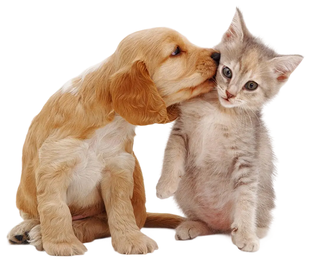 PET CARE TIPS