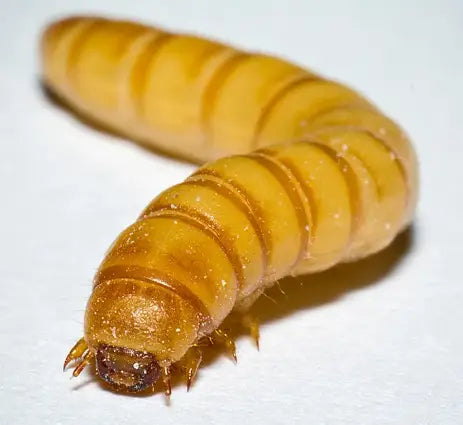 Mealworms