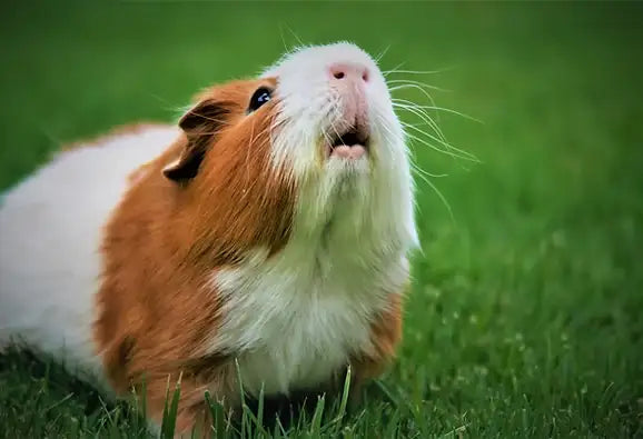 GUINEA PIG