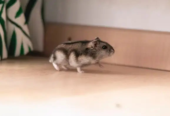 CHINCHILLA