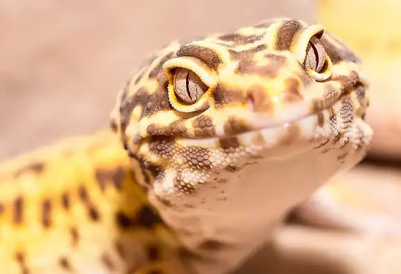 LEOPARD GECKO CARE
