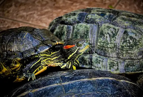 TURTLE CARE