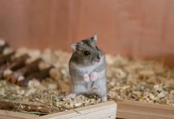 GERBIL