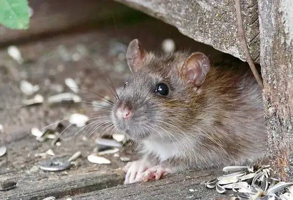 FANCY MOUSE