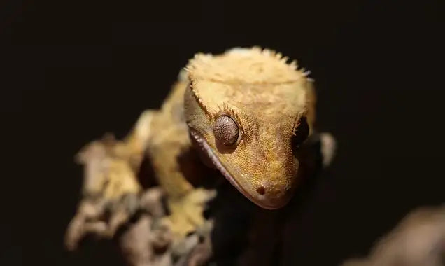 CRESTED GECKO CARE
