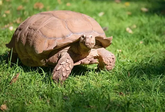 TORTOISE CARE