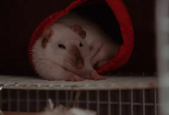 RAT CARE