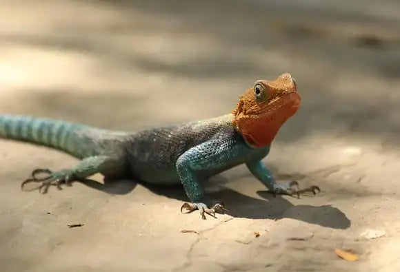 CHINESE WATER DRAGON