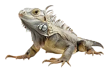 REPTILES