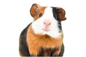 SMALL ANIMALS