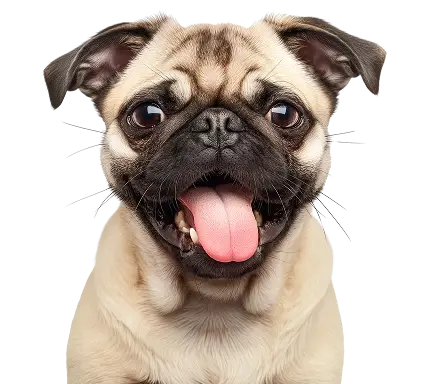 Dog grooming