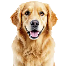 Dog  Treats